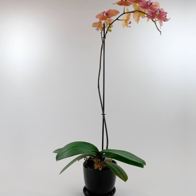 Live Phalaenopsis Orchid Plant in Black Planter - Orange